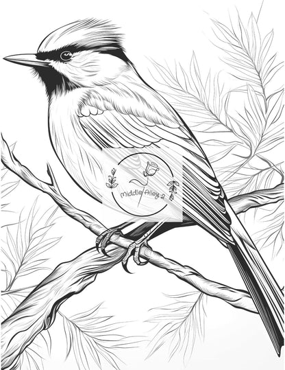 🦜 Federleicht & Farbenfroh – Das Malbuch mit 50 faszinierenden Vögeln 🎨🌿